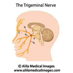 Brain and Nervous System Gallery - Medical Information Illustrated