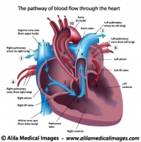 Human heart blood flow