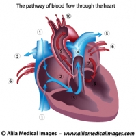 Human heart blood flow