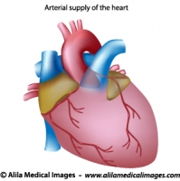 Blood supply to the heart unlabeled diagram