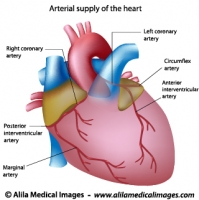 Blood supply to the heart labeled diagram
