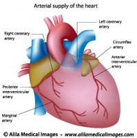 Blood supply to the heart labeled diagram