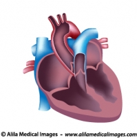 Human heart cut, medical illustration.