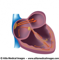 Electrical pathways of the heart, unlabeled