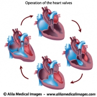 Heart valves operation, unlabeled diagram.