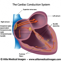 Electrical pathways of the heart