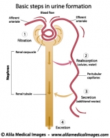 Formation of urine, labeled diagram.