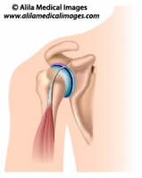 Shoulder joint anatomy, medical illustration.