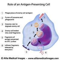 Antigen presenting cell functions, labeled diagram.