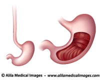 Gross anatomy of stomach, medical drawing.