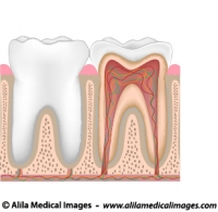 Tooth anatomy, unlabeled diagram.