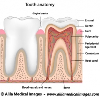 Tooth anatomy, labeled diagram.