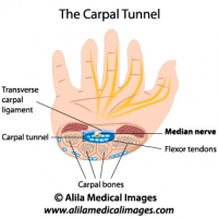 Carpal tunnel anatomy, labeled diagram.