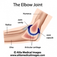 The elbow joint anatomy, labeled diagram.