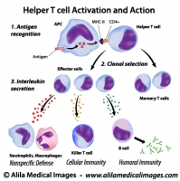 Function of T helper cells, labeled diagram.