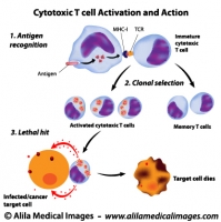 Cytotoxic T cells functions, labeled diagram.
