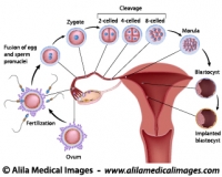 From fertilization to implantation, labeled diagram.