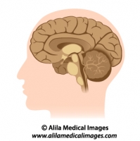 Human brain anatomy, medical drawing.