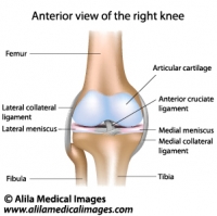 Knee joint anatomy, anterior view, labeled diagram.