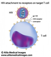 HIV attachment to target T cell, labeled diagram.