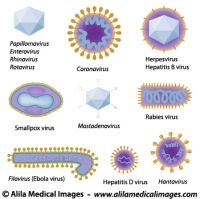Morphology of various viruses, diagrams.