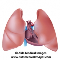 Thorax anatomy unlabeled diagram.