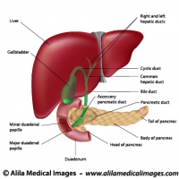 Digestive organs and bile ducts, labeled diagram.