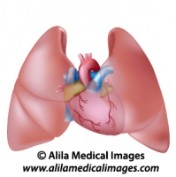 Heart and lungs diagram unlabeled