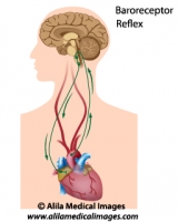 Biofeedback regulation of heart rate, medical illustration.