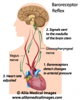 Biofeedback regulation of heart rate, labeled. 