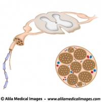 Anatomy of a nerve, unlabeled. 