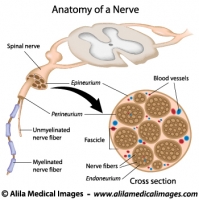 Anatomy of a nerve, labeled. 