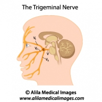 The trigeminal nerve, labeled diagram.