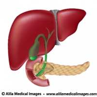 Digestive organs, medical drawing.