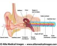 Hearing mechanism, labeled diagram.