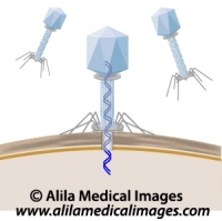 Phage infecting a bacterium, unlabeled diagram.
