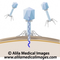 Phage infecting a bacterium, unlabeled diagram.