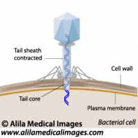 Phage infecting a bacterium, labeled diagram.