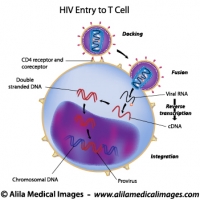 HIV entry to T cell, labeled drawing.