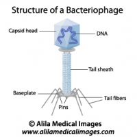 Structure of a bacteriophage, labeled diagram.