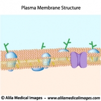 Structure of plasma membrane, unlabeled diagram.