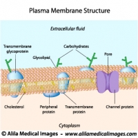 Structure of plasma membrane, labeled diagram.