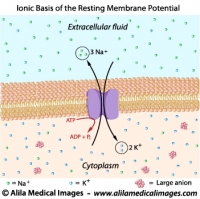 Ionic basis of resting membrane potential, labeled diagram.