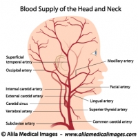 Blood supply to the head and neck, labeled drawing.