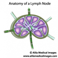 Lymph node structure, unlabeled diagram.
