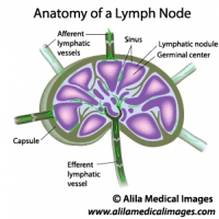 Lymph node structure, labeled diagram.