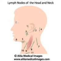 Lymph nodes of head and neck, medical drawing.
