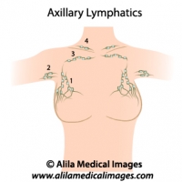 Axillary lymph nodes, medical drawing.