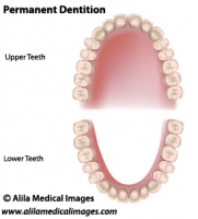 Adult dentition, medical drawing.