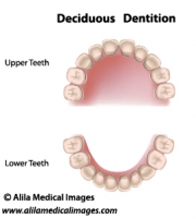 Deciduous dentition, medical drawing.